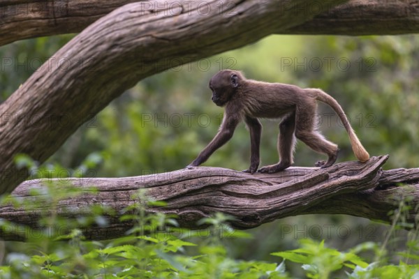 One baby Gelada (Theropithecus gelada), or bleeding-heart monkey balancing on a log. A green forest in the distant background