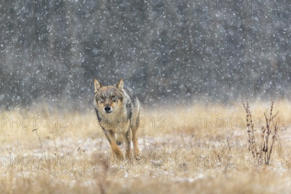 One young male eurasian gray wolf (Canis lupus lupus) running over a snow covered meadow during snowfall. Dark forest in the background