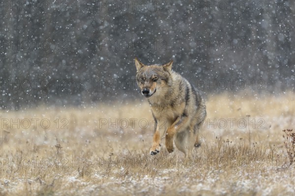One young male eurasian gray wolf (Canis lupus lupus) running over a snow covered meadow during snowfall. Dark forest in the background