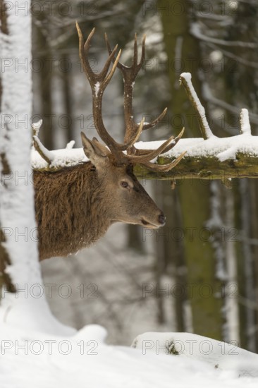 One Red Deer stag standing in a snow covered dense forest in winter. Hiding behind a tree