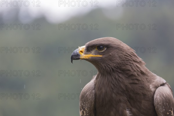 Portrait of immature Aquila nipalensis, steppe eagle, in late light with green background