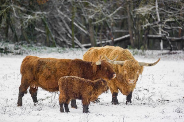 A family of Highland cattle (Bos primigenius), a bull, a cow and a calf are standing at the edge of the forest on a snow-covered pasture