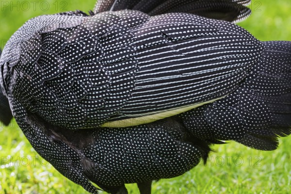 Crested Guineafowl (Guttera pucherani), a detailed study of the plumage of an adult male bird, captive, Germany, Europe