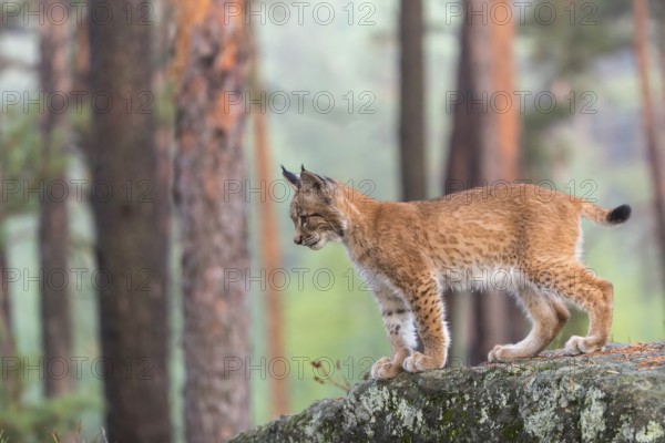 One young Eurasian lynx, (Lynx lynx), walking over a rock in a forest. Early morning light at sunrise. Trees in the background