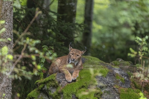 One adult Eurasian lynx, (Lynx lynx), resting in a forest on mossy rocks