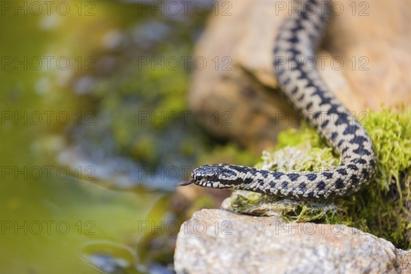 One Vipera berus, the common European adder or common European viper, creeps over moss and rocks