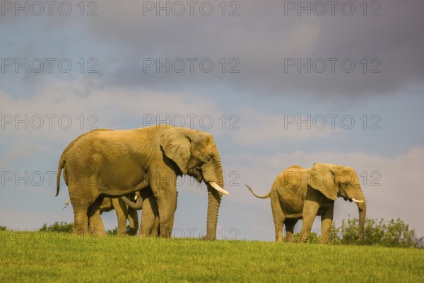 Two adult African elephants (Loxodonta africana) and a juvenile crossing a meadow