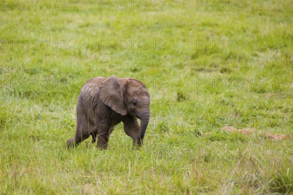 4 months old African baby elephant (Loxodonta africana) walks over a green meadow
