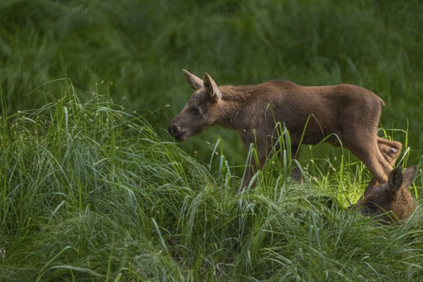 Two baby moose or elk, Alces alces, (19 days old, born May 8, 2020 on a meadow with tall fresh green grass