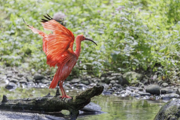 A scarlet ibis (Eudocimus ruber) stands on the riverbank and flaps its wings in the beautiful backlight