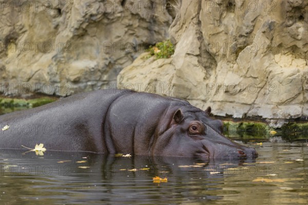 A hippopotamus or hippo (Hippopotamus amphibius), entering the river, partially submerged