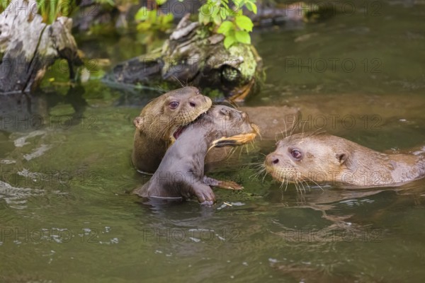An adult giant otter or giant river otter (Pteronura brasiliensis) swims in a small river carrying a 2-month-old young around in its mouth. They are accompanied by other adult otters of the pack
