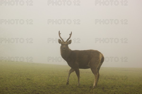A Sambar stag (Rusa unicolor), stands on a meadow in dense fog
