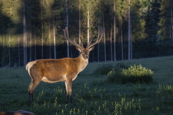 One Altai maral stag, Altai wapiti or Altai elk (Cervus canadensis sibiricus) standing on a meadow in the first light of the day