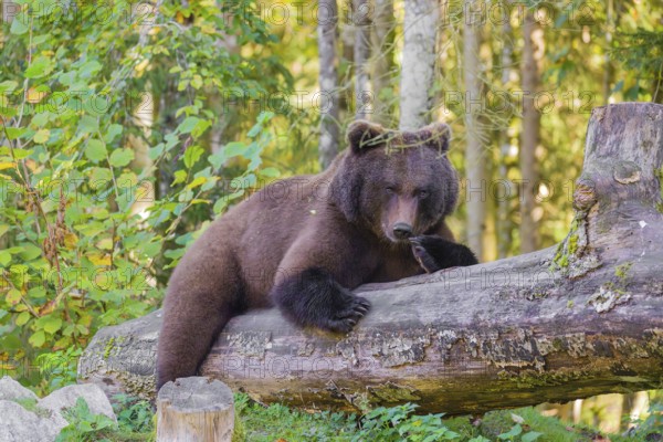 A young male Eurasian brown bear (Ursus arctos arctos) rests on a rotting log lying on the ground