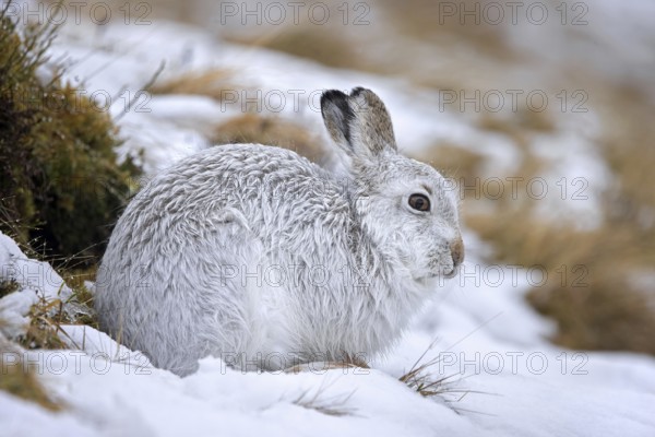 Mountain hare, alpine hare, snow hare (Lepus timidus) in white winter pelage resting in the hills in late winter, Cairngorms National Park, Scotland, United Kingdom, Europe