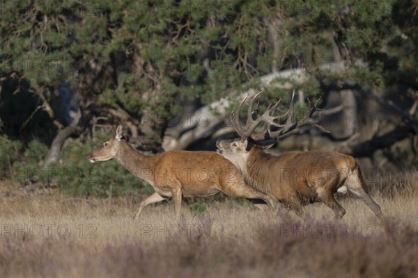 Red deer in rut, Hooge Veluve, Holland