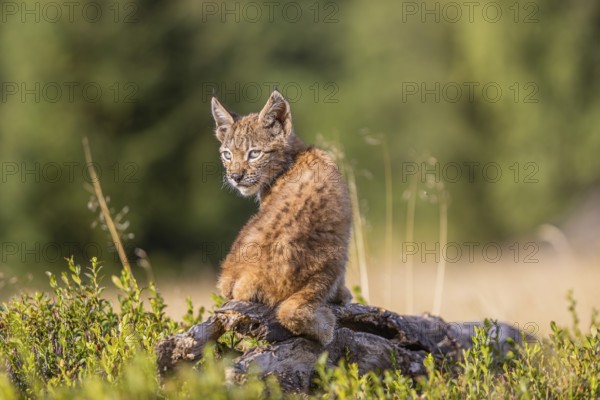One young (10 weeks old) male Eurasian lynx, (Lynx lynx), resting on a rotten tree