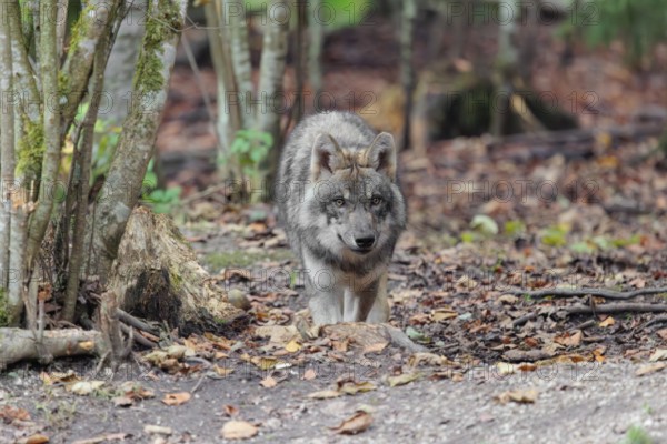A young grey wolf (Canis lupus lupus) runs through the forest on an overcast day