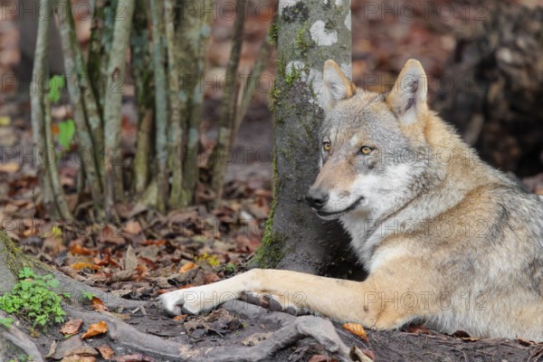 An adult female grey wolf (Canis lupus lupus) rests on the edge the forest
