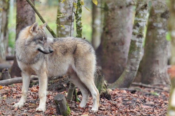 A young grey wolf (Canis lupus lupus) stands in the forest on an overcast day, looking back