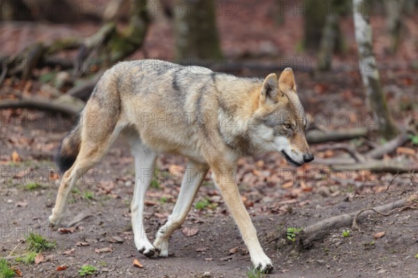 An adult male grey wolf (Canis lupus lupus) runs through the forest on an overcast day