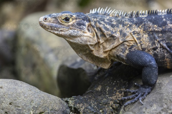 Common black iguana (Ctenosaura similis), Dominical, Puentarenas, Costa Rica, Central America