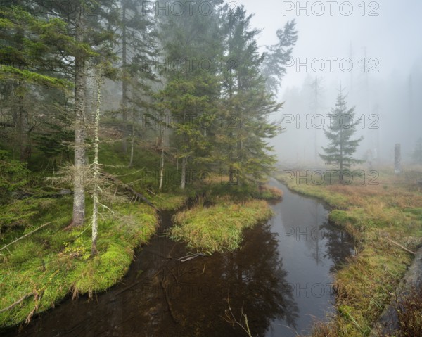 Swampy forest with stream at the Großer Arbersee in the fog, Bavarian Forest, Lower Bavaria, Bavaria, Germany, Europe