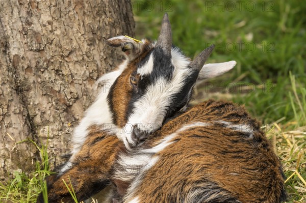 Portrait of a domestic goat, pied, tricoloured. Lying down, resting. Grazing. Germany