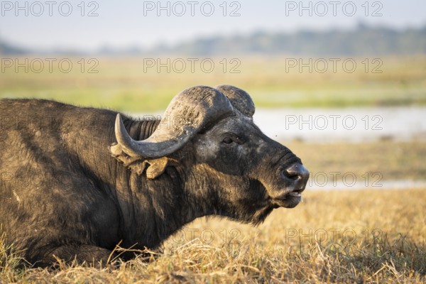 African buffalo bull (Syncerus caffer) portrait, side view of his head, horns. Background Chobe river scenery. Chobe National Park, Botswana, Africa