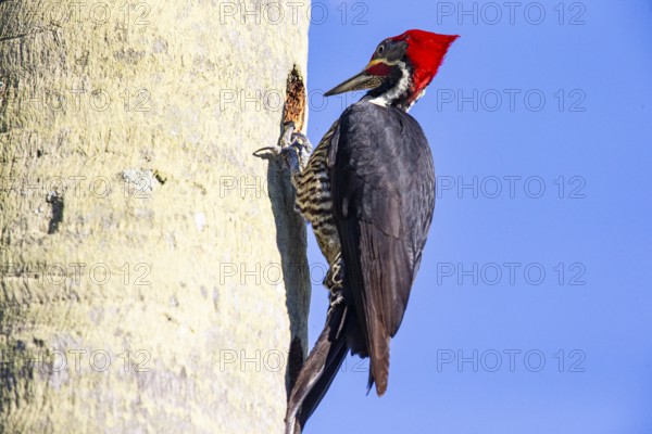 Lineated woodpecker (Dryocopus lineatus) Pantanal Brazil