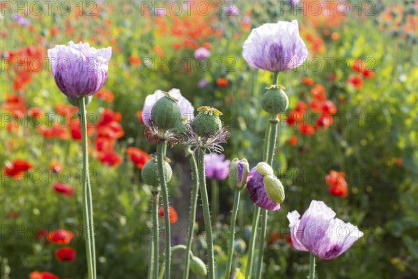 Blue poppy (Papaver somniferum) in a field near Callenberg, Saxony, Germany, Europe
