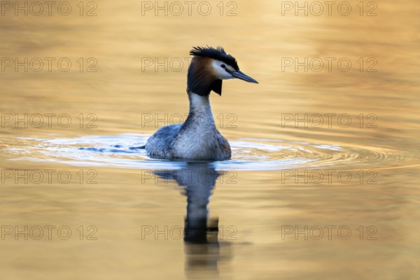 Great Crested Grebe (Podiceps Scalloped ribbonfish), Vulkaneifel, Rhineland-Palatinate, Germany, Europe