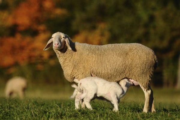 Sheep with suckling lamb on a sunny pasture in autumn, domestic sheep (Ovis orientalis aries), Franconia