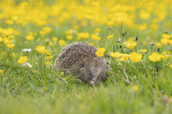 European hedgehog (Erinaceus europaeus) adult animal in a spring time meadow with flowering Buttercups, England, United Kingdom, Europe