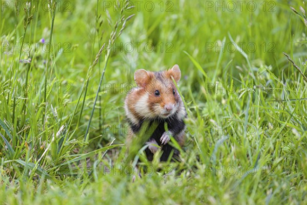 A European hamster (Cricetus cricetus), Eurasian hamster, black-bellied hamster or common hamster, standing tall in high grass, watching his surrounding for enemies and other hamsters