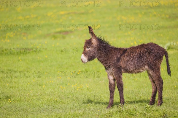 A mixed breed donkey foal stands in a meadow and stretches itself