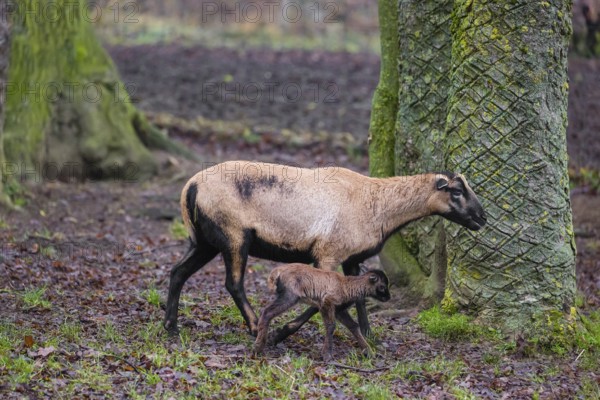 A female Cameroon or Cameroon Dwarf sheep, Ovis gmelini aries, and its lamb stand on a forest edge