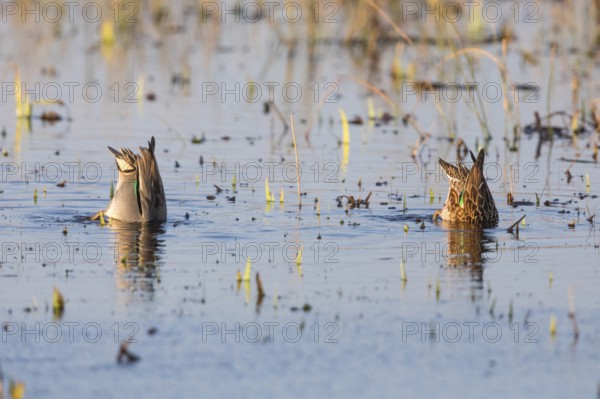 Eurasian Teal (Anas crecca), two ducks feeding on a lake, Texel, Holland