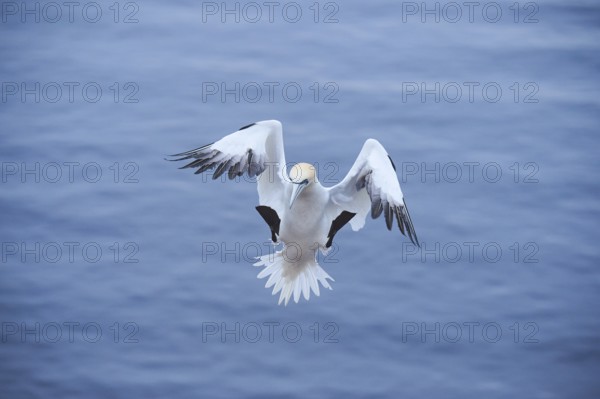 Northern gannet (Morus bassanus) landing, wildlife, Heligoland, Germany, Europe