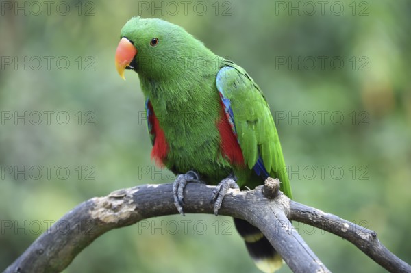 Noble parrot, (Eclectus) in Marlow Bird Park, Mecklenburg-Western Pomerania, Germany, Europe
