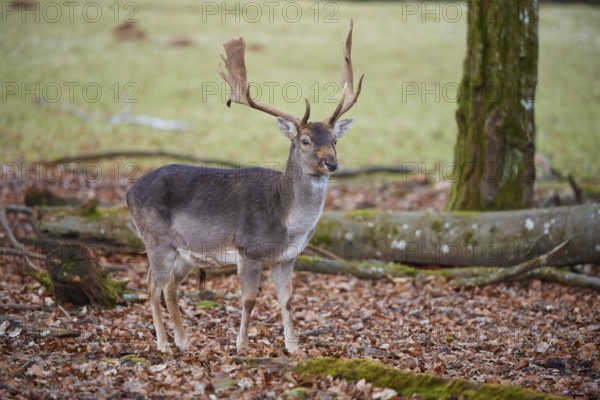 Fallow deer (Dama dama), deer standing elegantly in autumn forest with leaves on the ground, Germany, Europe
