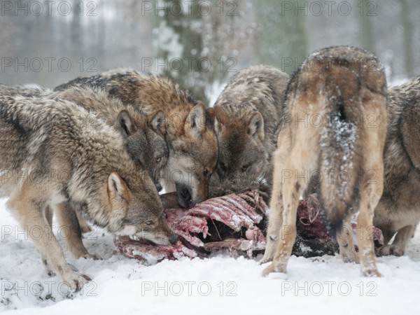 Wolves (Canis lupus) eating wild boar (Sus scrofa) prey, captive, Germany, Europe