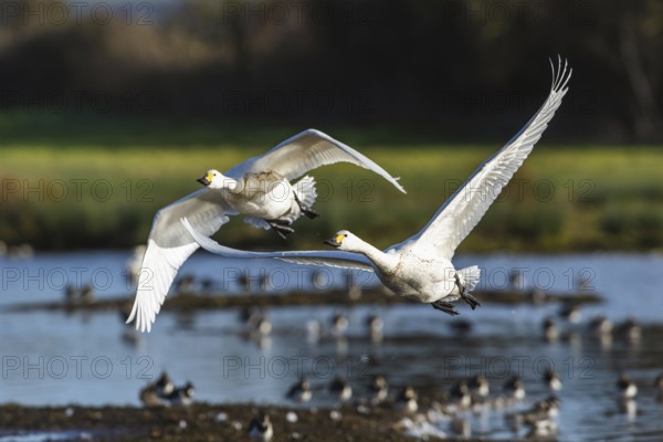 Tundra Swan, Bewick's Swan, Cygnus columbianus in flight at winter in Slimbridge, England, United Kingdom, Europe