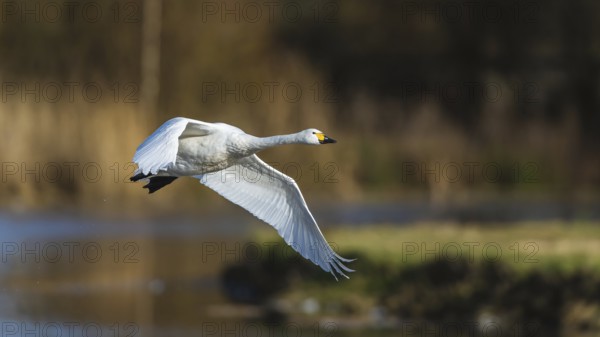 Tundra Swan, Bewick's Swan, Cygnus columbianus in flight at winter in Slimbridge, England, United Kingdom, Europe