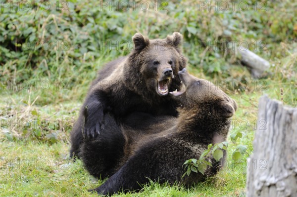 Two brown bears in a dynamic fight in a meadow, Eurasian brown bear (Ursus arctos arctos), Bavarian Forest National Park