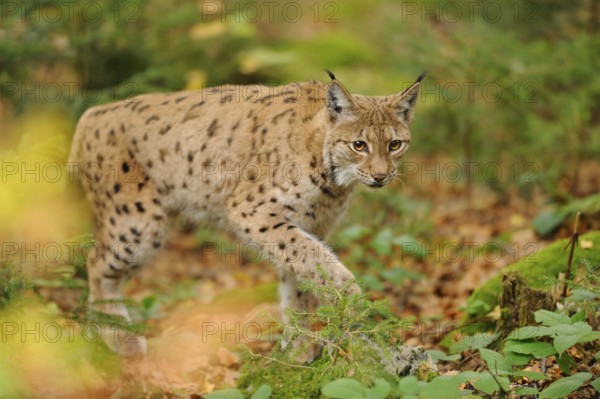 A lynx sneaks through the forest, its eyes full of curiosity in the quiet forest environment, Eurasian lynx (Lynx lynx), Bavarian Forest National Park