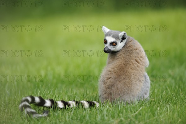 A lemur sits in the grass and looks curiously over its shoulder, Ring-tailed Lemur (Lemur catta), Augsburg Zoo