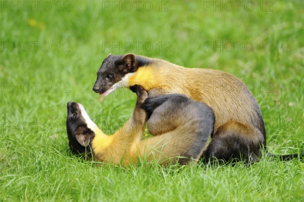 Two playful martens in a meadow, one lying on its back, coloured martens, Charsas (Martes flavigula), captive