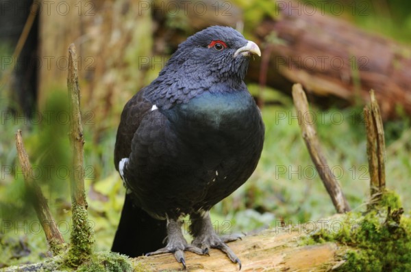 A dark capercaillie with red eyes sitting on a piece of wood in the forest, Capercaillie (Tetrao urogallus), Bavarian Forest National Park